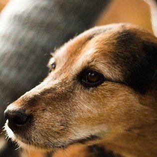 В Германии в дни рождественских праздников нельзя будет взять животное из приюта