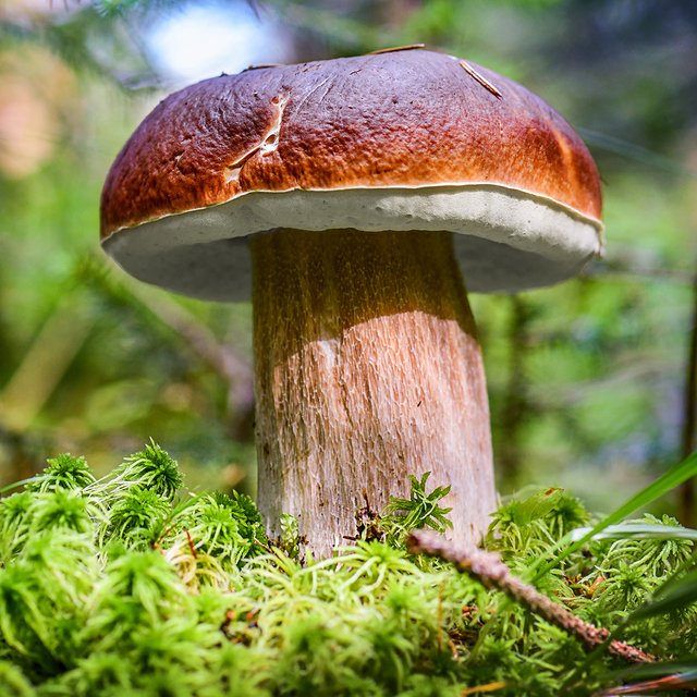 Боровик или сатанинский гриб? Тест: отличите ли вы съедобные грибы от ядовитых