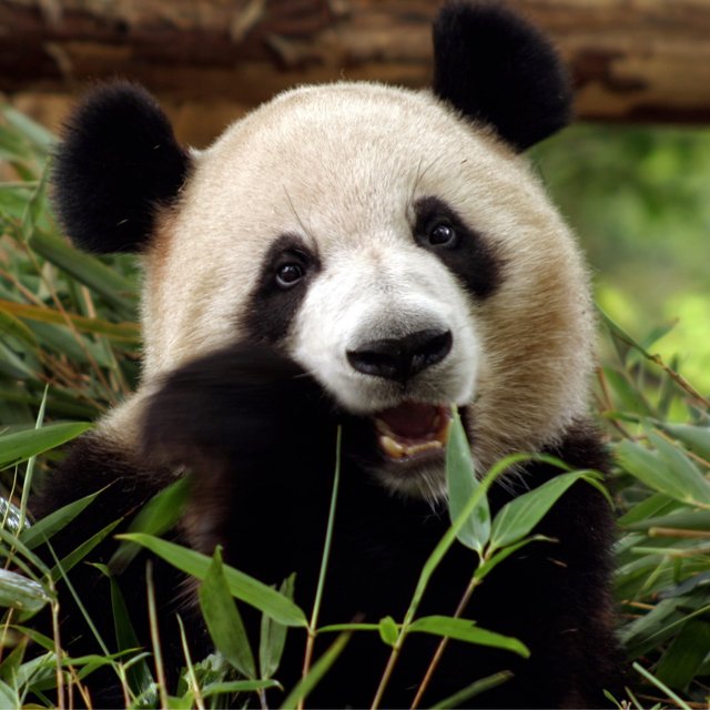 Сколько рёбер у слона? Какого размера хвост у панды? Тест: что вы знаете о животных