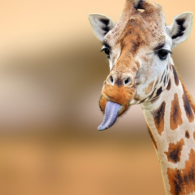 «Жираф» или «жирафа»: как говорить правильно