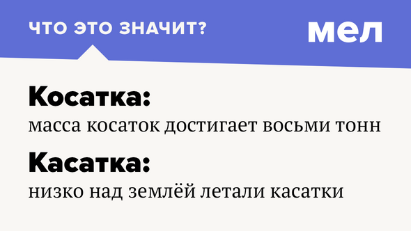 Косатка: масса косаток достигает восьми тонн Касатка: низко над землёй летали касатки