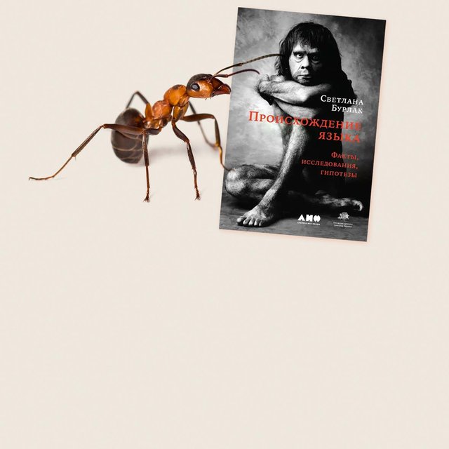 Кто из животных умеет считать: как между собой общаются пчелы, муравьи, шимпанзе и вороны