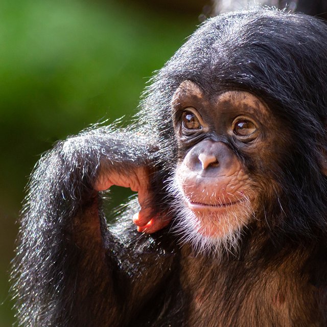 Как слово «обезьяна» появилось в русском языке: раньше этих животных у нас называли иначе