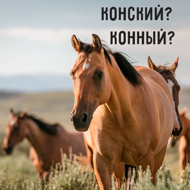 «Конский» и «конный» — это синонимы или два разных слова