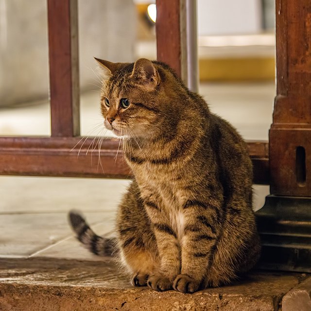 Котики, которые работают в Эрмитаже: как они живут и за что получают зарплату