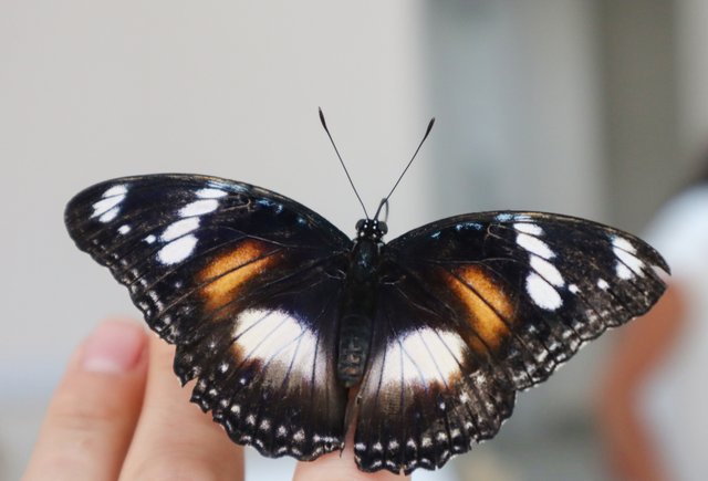 Митральная бабочка фото