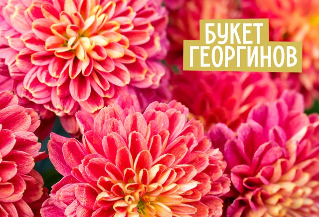 «Букет георгин» или «букет георгинов»? Как говорить правильно