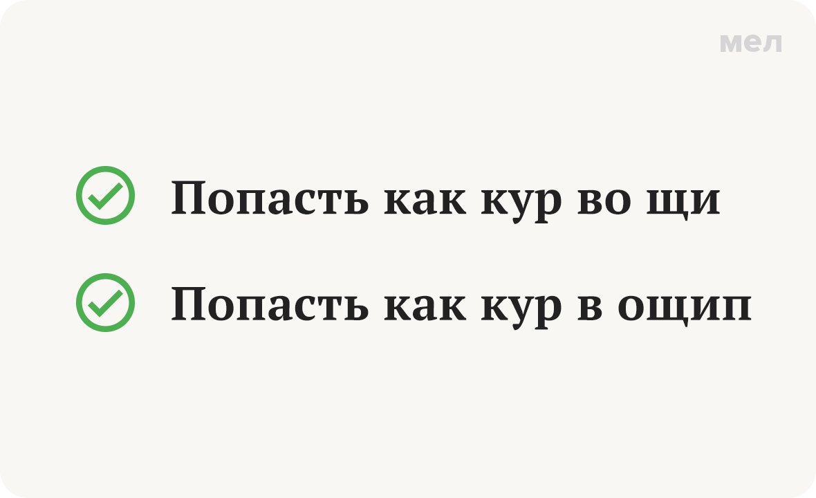 попасть как кур во щи в ощип грамотность