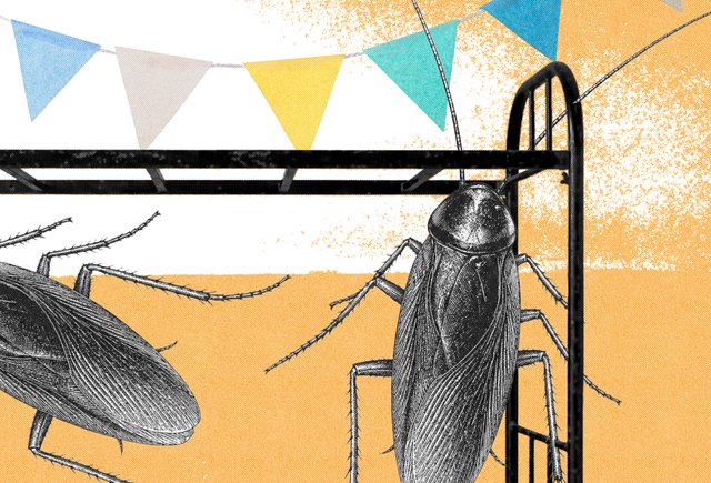 Обложка Можно ли жить в общаге летом? А с тараканами что делать? 7 прав студентов в общежитии, о которых нужно знать