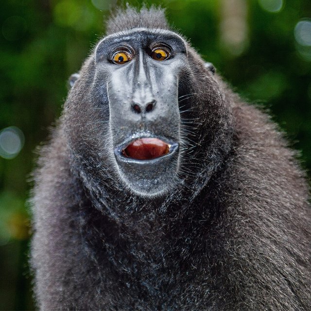 «Макака» или «макак»: как говорить правильно