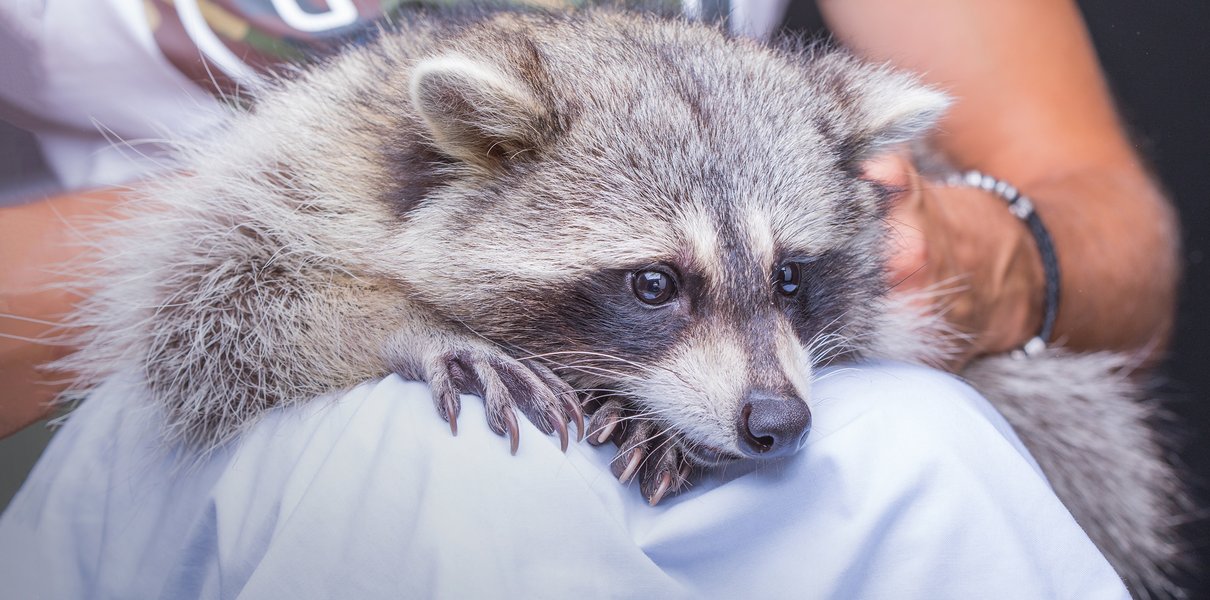 Как помочь несчастным животным, с которыми предлагают сфотографироваться на пляже?