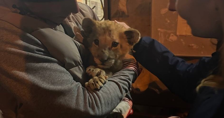 В Москве спасли трехмесячного львенка, которого пытались продать по объявлению