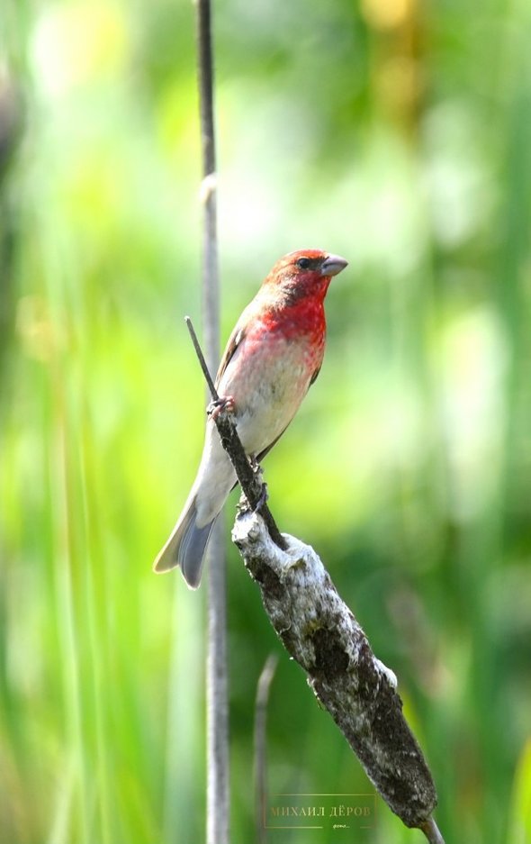 Учитель географии Михаил Деров. Что такое бердвотчинг и зачем это вам: очень весеннее хобби для всех возрастов