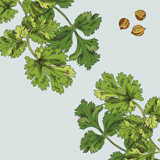 Это кинза или петрушка? Тест: угадайте зелень, цветы и овощи по фото с грядки