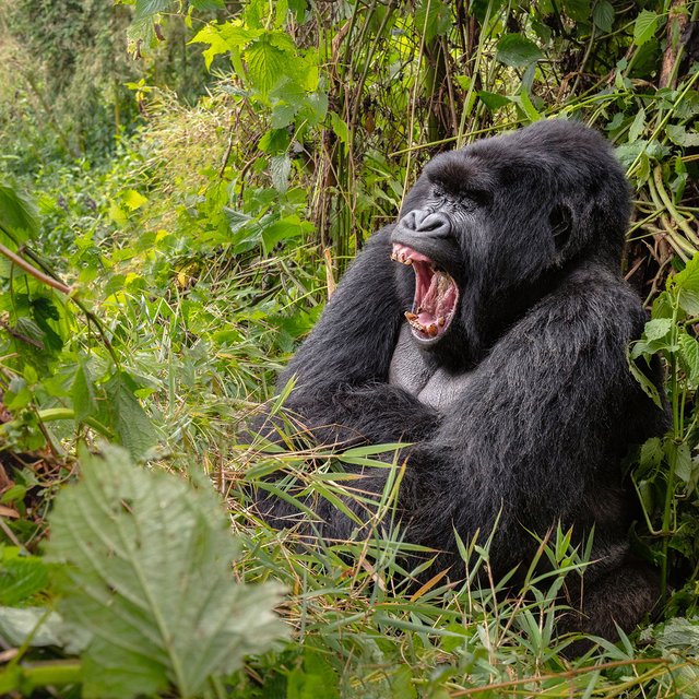 7 способов наблюдать за дикими животными в реальном времени. И это не только онлайн в зоопарках
