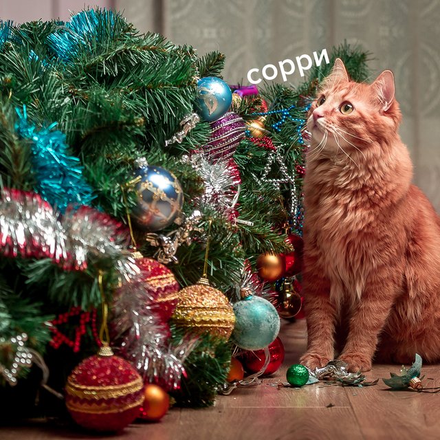 Почему нельзя говорить «извиняюсь»