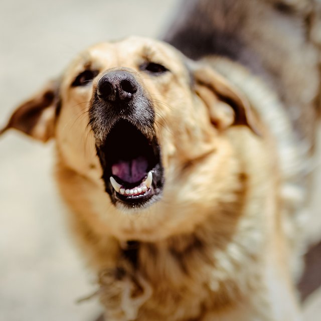 «Лай и рычание — это вежливое предупреждение»: как не стать жертвой бродячих собак