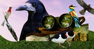 Что такое бердвотчинг и зачем это вам: очень весеннее хобби для всех возрастов