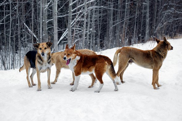 Собаки нападают на детей: почему это происходит и как решить проблему бездомных животных. Бездомные собаки. Стая бродячих собак в снегу на фоне зимнего леса