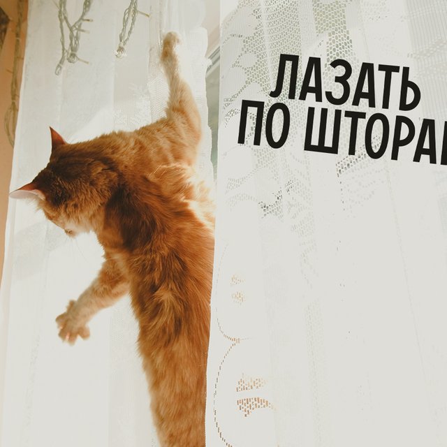 «Лазить» или «лазать»? Как говорить правильно