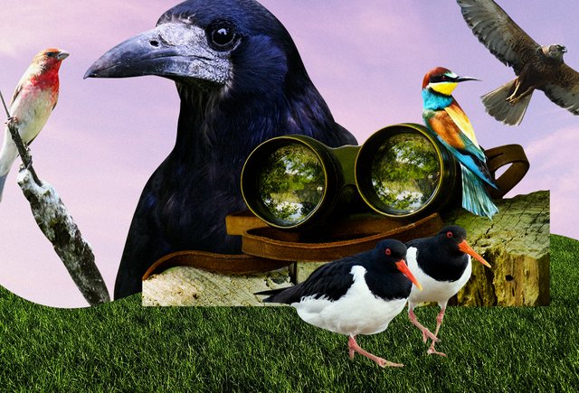 Что такое бердвотчинг и зачем это вам: очень весеннее хобби для всех возрастов