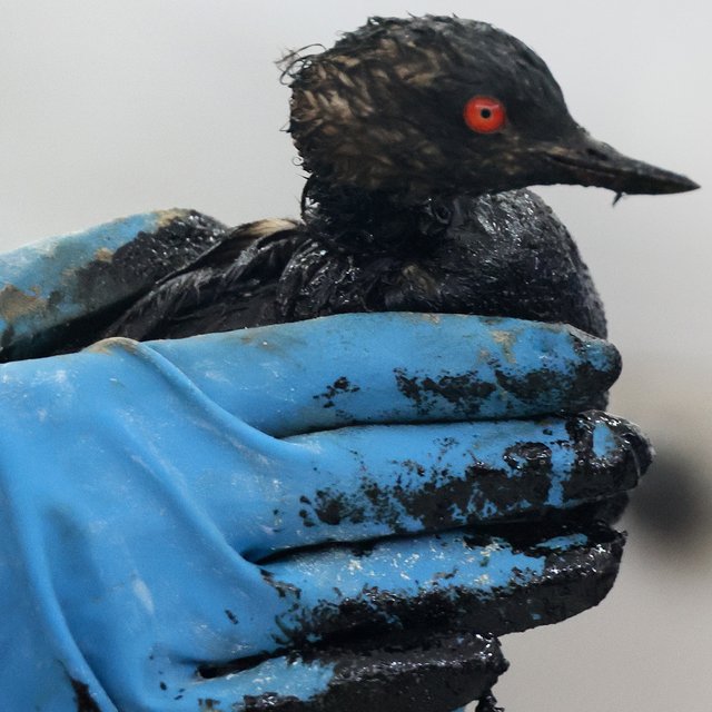 «Контента не будет. Cердце зовет на пляжи Анапы, спасать пернатых»: экокатастрофа на Черном море – глазами педагога