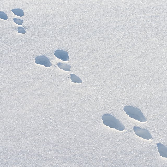 Заяц? Волк? Тест: угадайте зверя по его следам на снегу