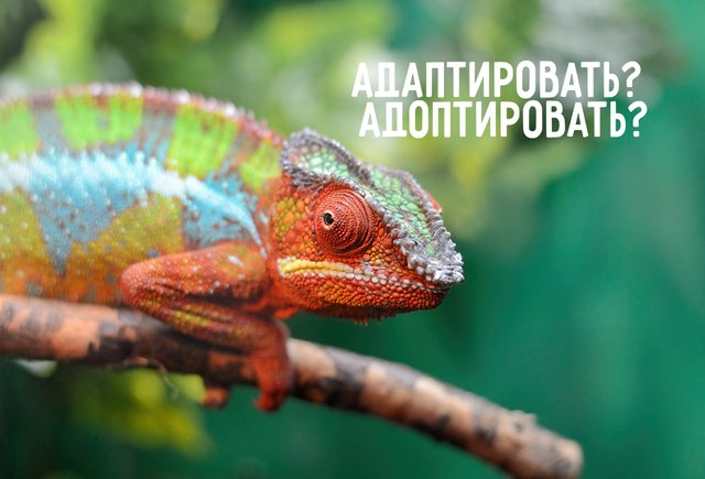 Как правильно: «адаптировать» или «адоптировать»? Всё зависит от контекста