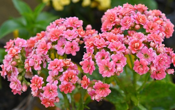 что посадить на подоконнике в ноябре, Каланхоэ