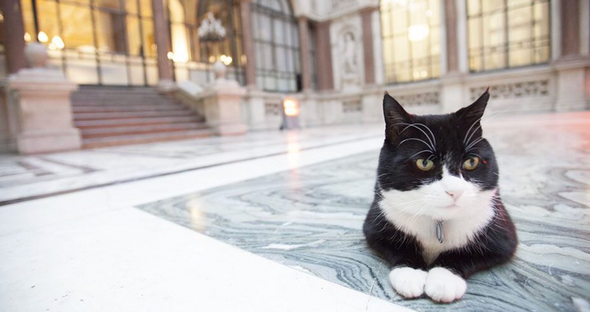 кот Палмерстон