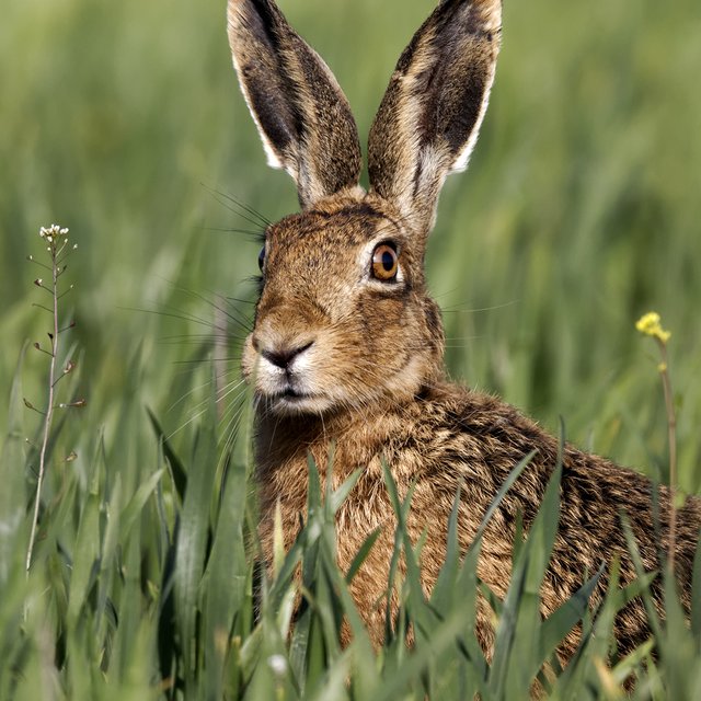 Панда есть в Красной книге? А заяц? Тест про животных, с которым справится даже четвероклассник