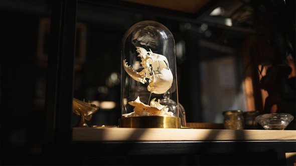 Криптозоология, Музей, Феи, Чудовища