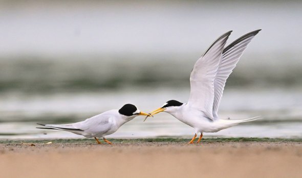 Учитель географии Михаил Деров. Что такое бердвотчинг и зачем это вам: очень весеннее хобби для всех возрастов