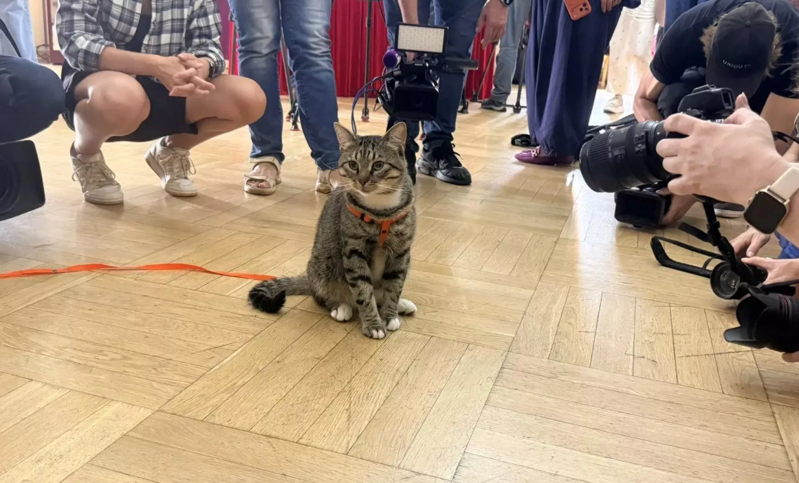 Кот Манеж из Эрмитажа