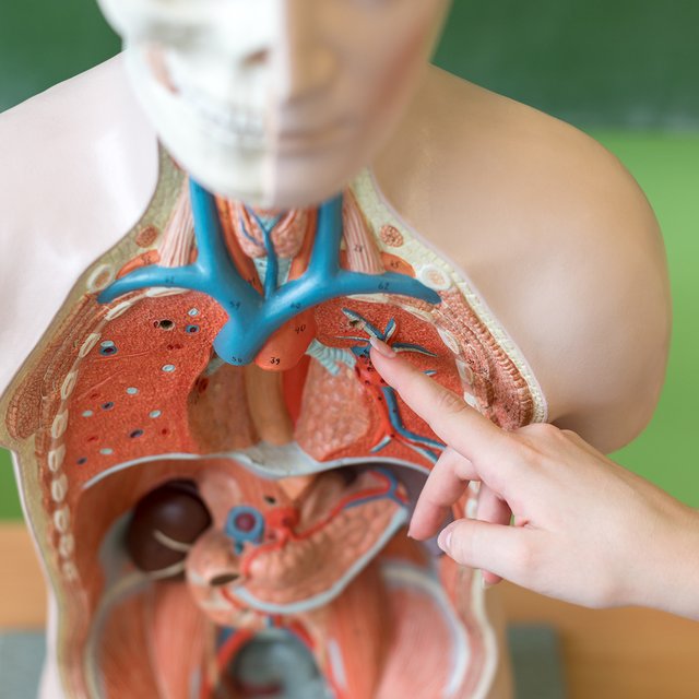 Как подготовиться к ЕГЭ по биологии: без курсов и репетиторов