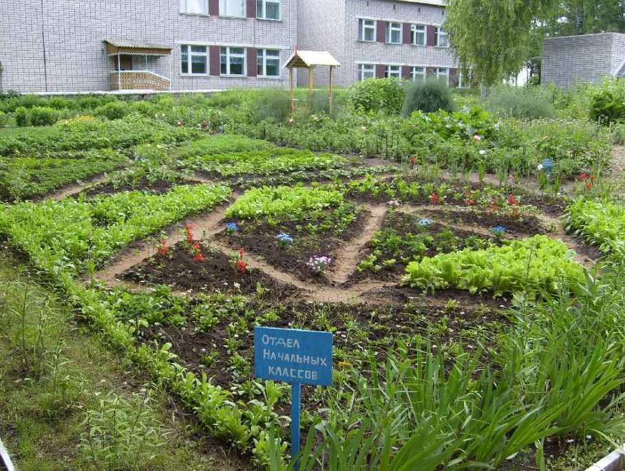 Обед своими руками: дети готовы выращивать овощи во дворе школы