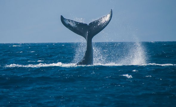 Документальный фильм «Полюбить океан»