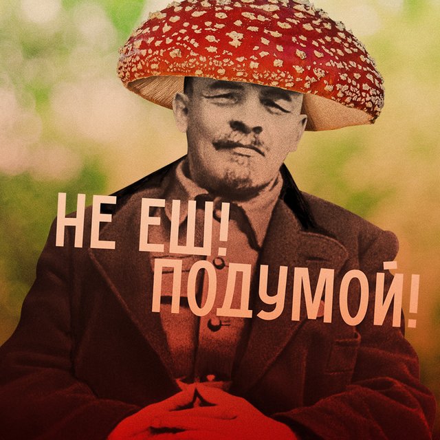 «Тихая охота» за «лесным мясом»: тест, который научит вас отличать съедобные грибы от несъедобных