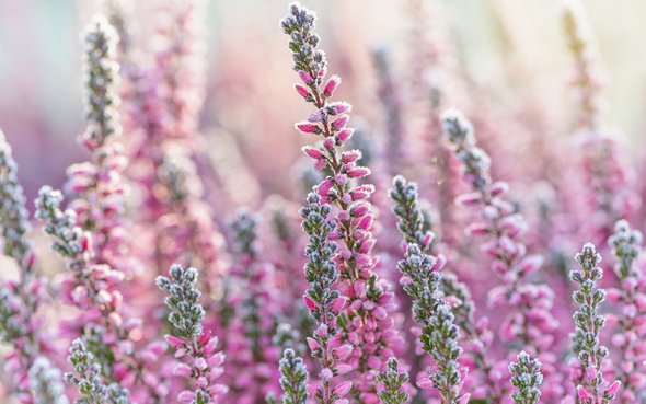 что посадить на подоконнике в ноябре, Вереск