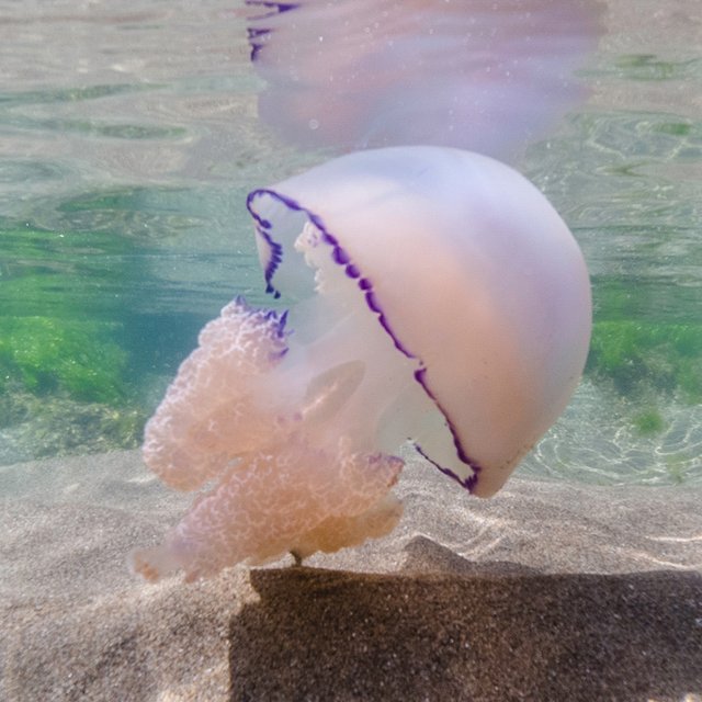 Ребёнок боится моря и медуз: как помочь ему расслабиться на отдыхе