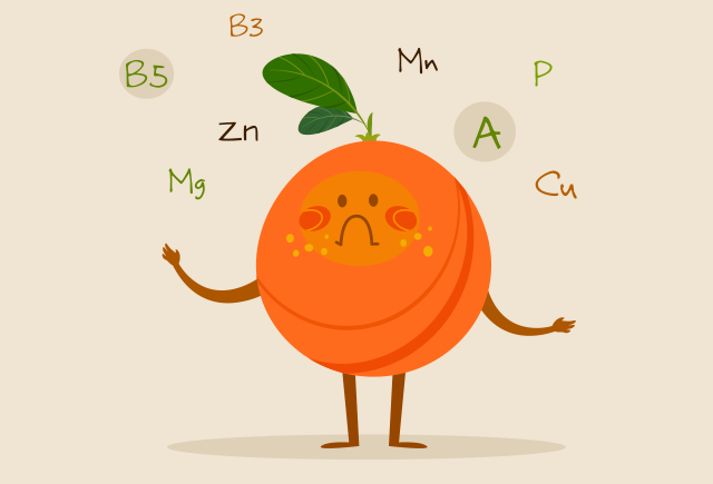 Нет такого слова: грейпфрукт