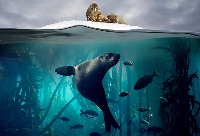 10 лучших документальных фильмов на каникулы для всей семьи