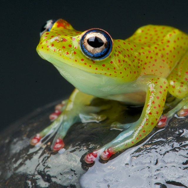 А этого таракана мы назовём именем начальника. Кто и как торгует названиями биологических видов