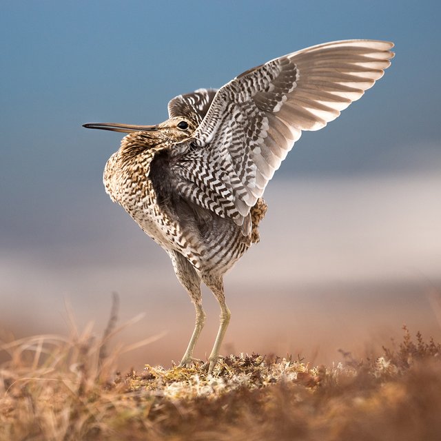 Дупель, поползень или куропатка? Тест о птицах из книг Бианки, Чарушина и Пришвина