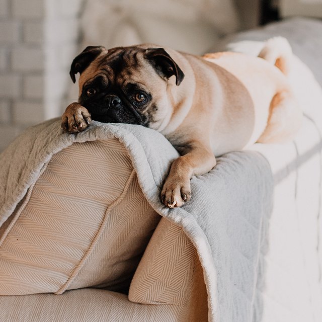 Нужно ли в период пандемии «дезинфицировать» собаку после прогулки?