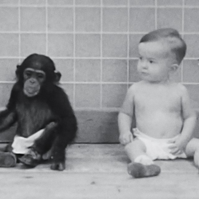 Его сын рос вместе с детёнышем шимпанзе: история эксперимента Уинтропа Келлога