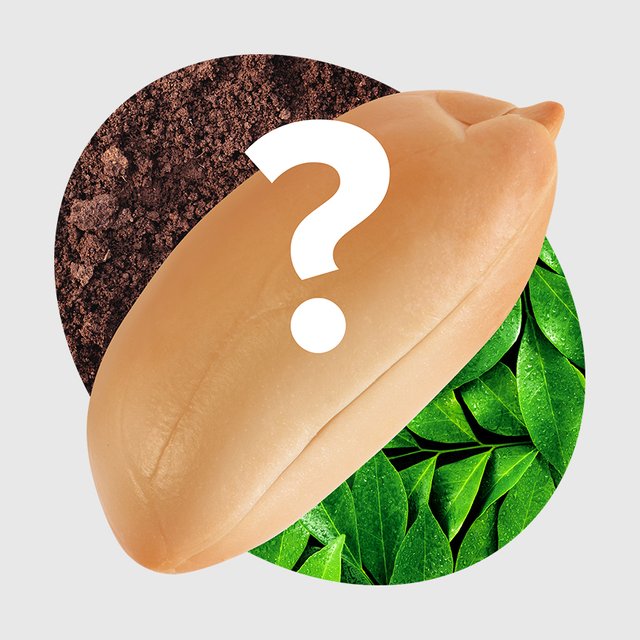 Арахис срывают с дерева или выкапывают? Тест: как растёт привычная нам еда