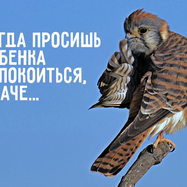 17 смешных животных, на которых похожи все современные родители