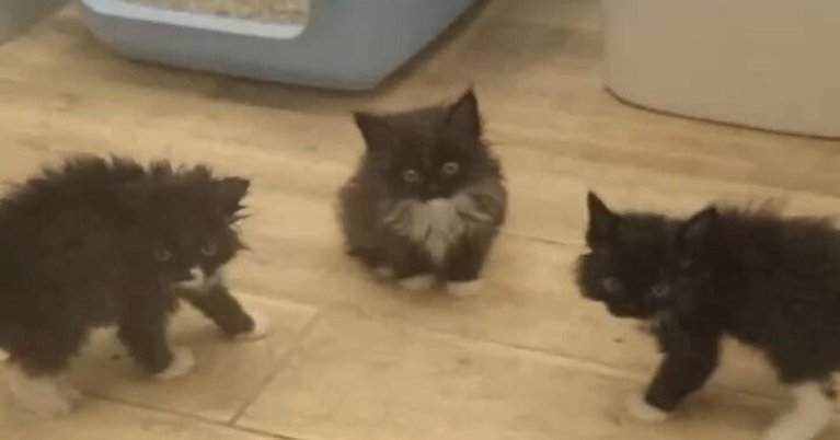 Мемы три кота