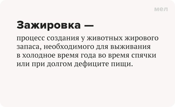Что такое «зажировка»? Слово года, Грамота, Грамотночсть, Манул, Кот, Московский зоопарк